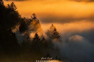 Mehr über den Artikel erfahren Fog meets Sun…