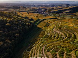 Mehr über den Artikel erfahren Herbst in den Reben…