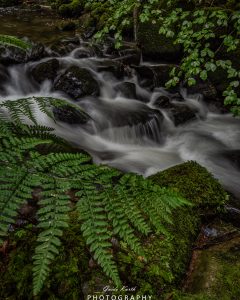 Mehr über den Artikel erfahren Mein grünes Wohnzimmer