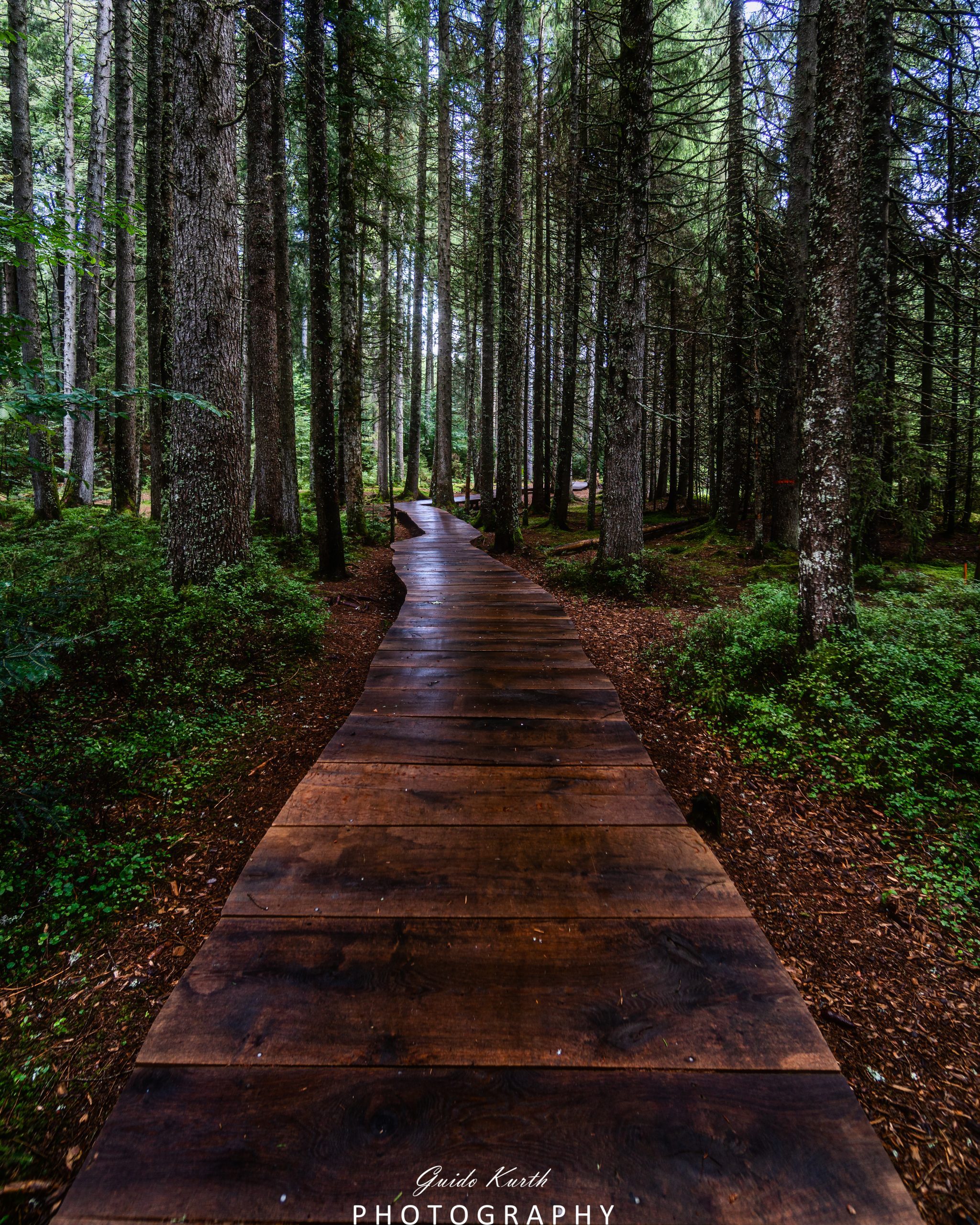 Du betrachtest gerade Zauberwald…