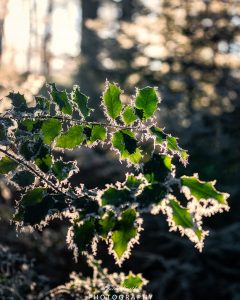 Mehr über den Artikel erfahren Väterchen Frost…