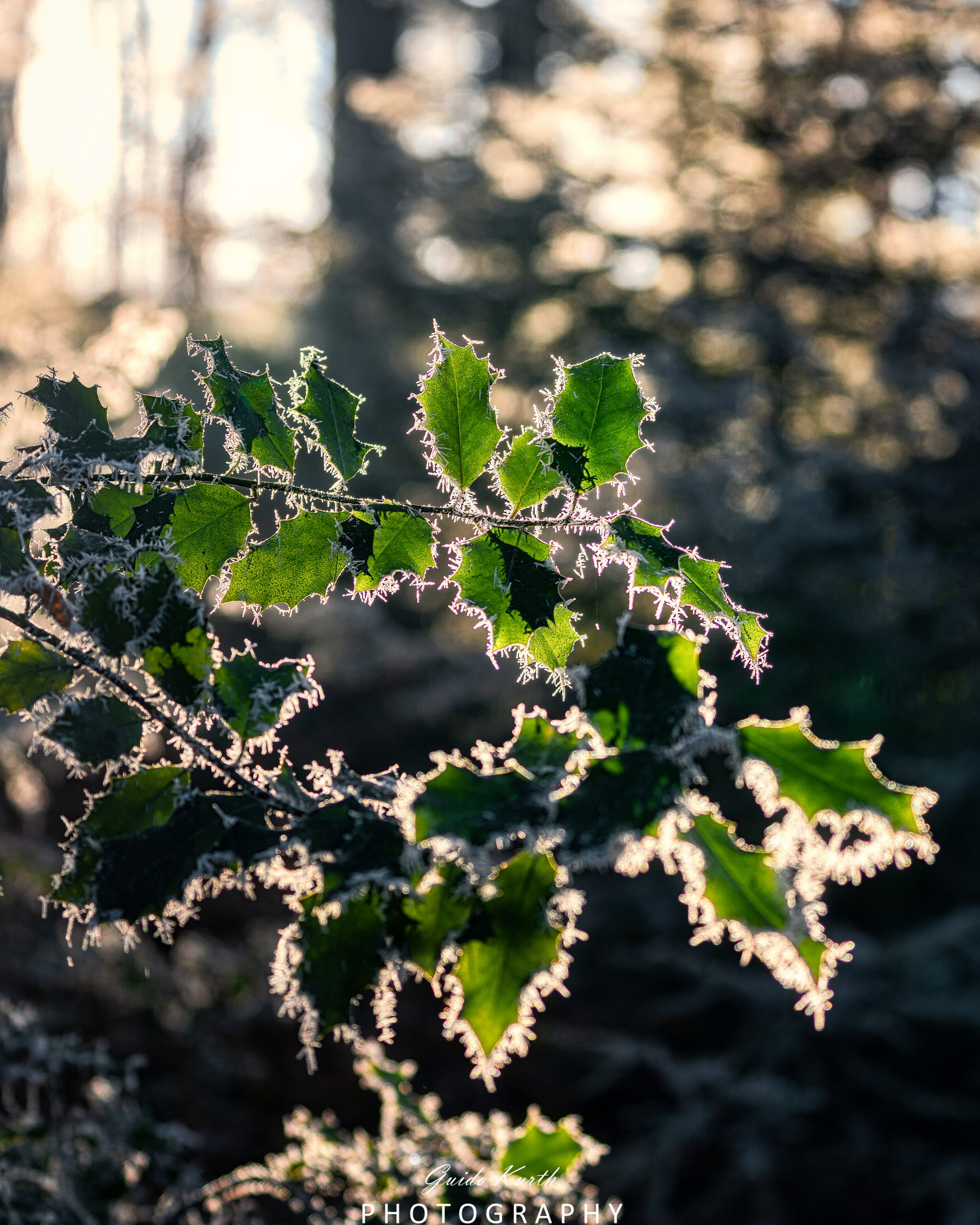 Du betrachtest gerade Väterchen Frost…