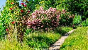 Mehr über den Artikel erfahren Rosenweg…