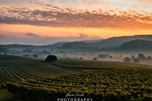 Mehr über den Artikel erfahren Herbstlicher Nebelmorgen Kaiserstuhl