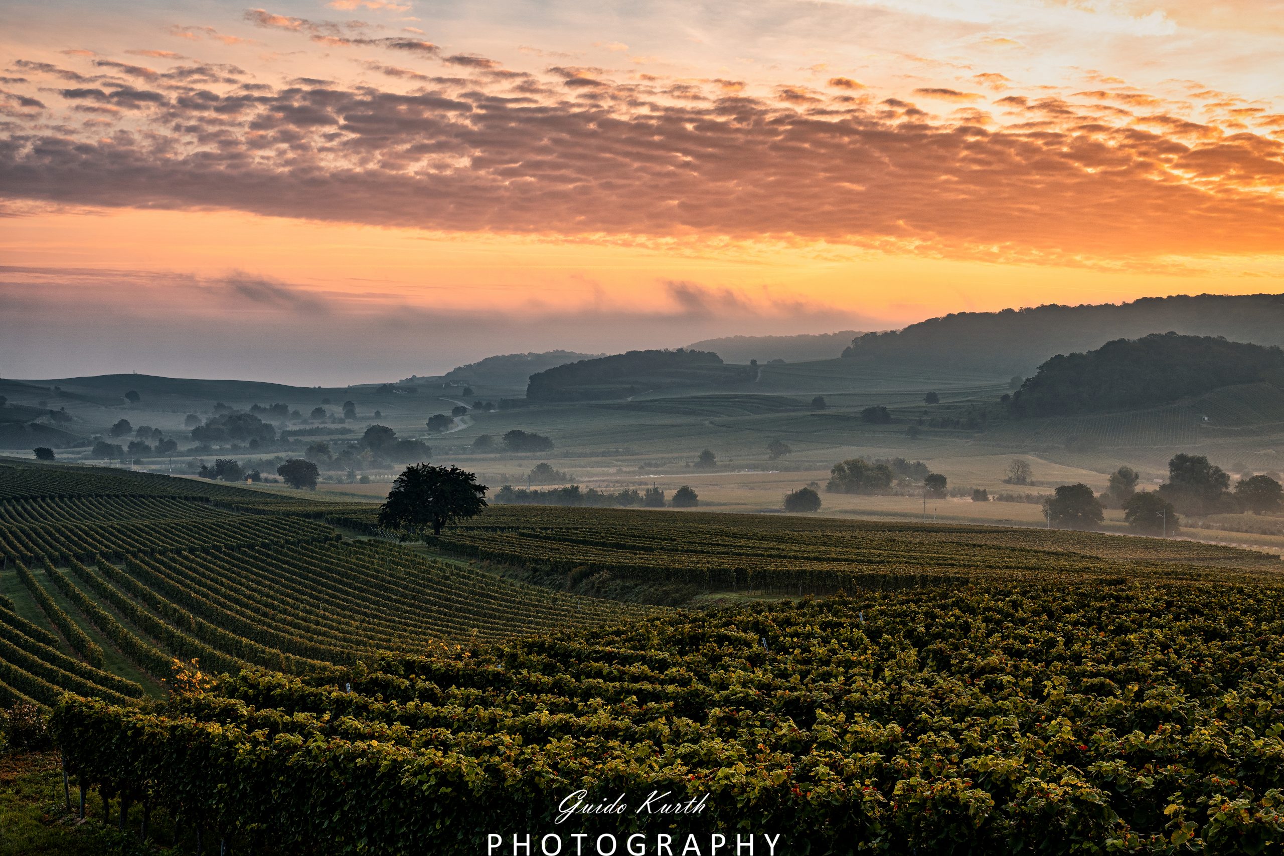 Mehr über den Artikel erfahren Herbstlicher Nebelmorgen Kaiserstuhl