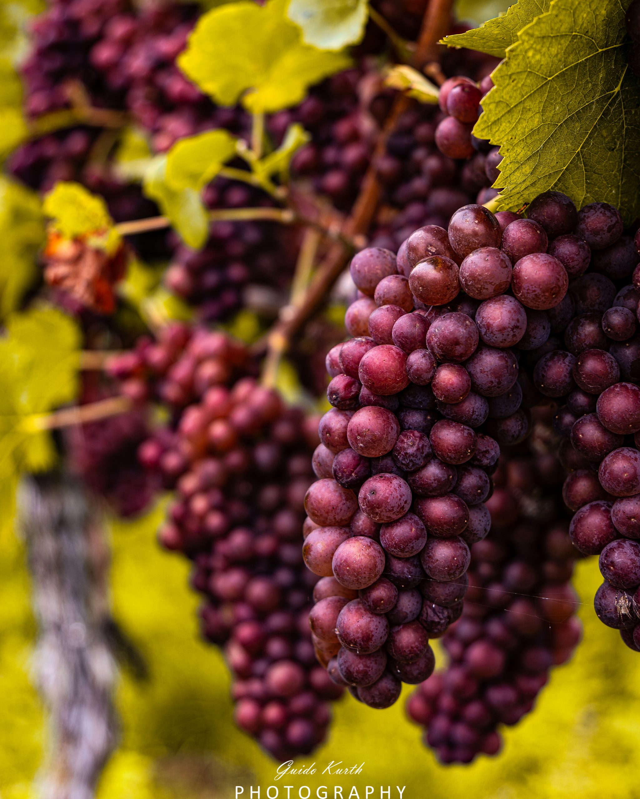 Mehr über den Artikel erfahren Der neue Jahrgang reift…