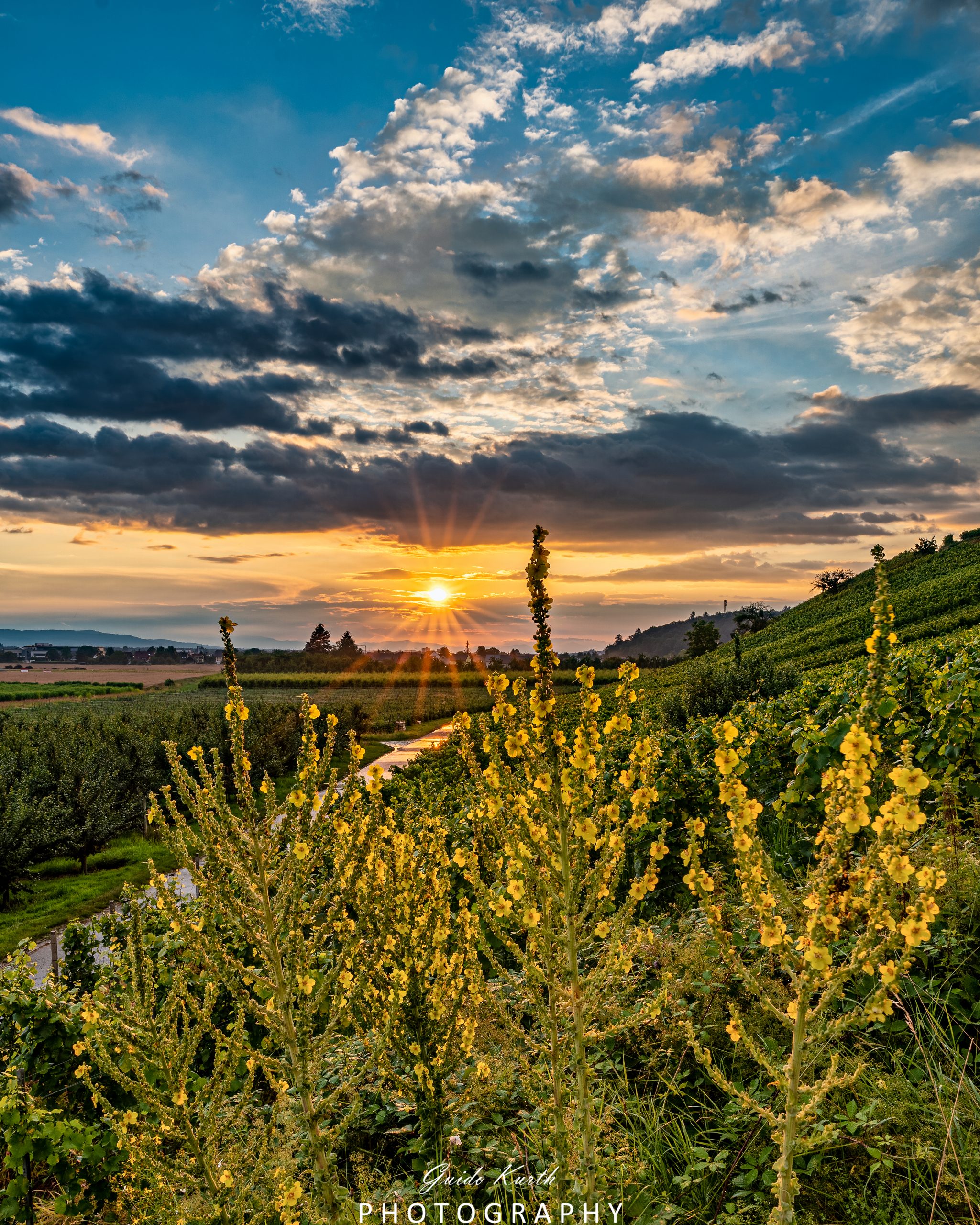 Du betrachtest gerade Sonne und Blumen…