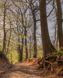 Mehr über den Artikel erfahren Zartes Frühlingsgrün…