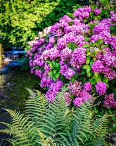 Mehr über den Artikel erfahren Hortensien Liebe…