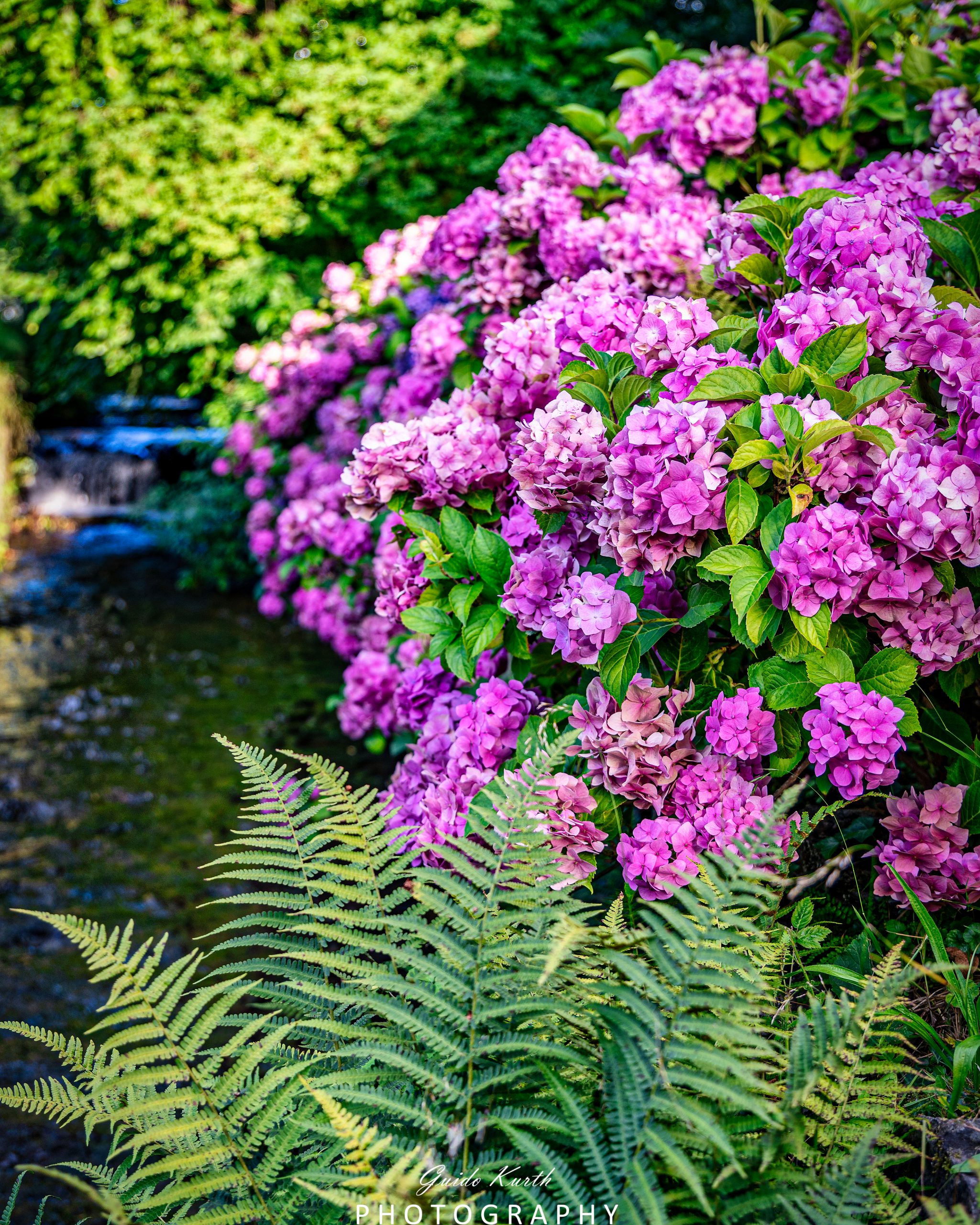 Du betrachtest gerade Hortensien Liebe…