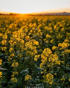 Mehr über den Artikel erfahren Rapsody…