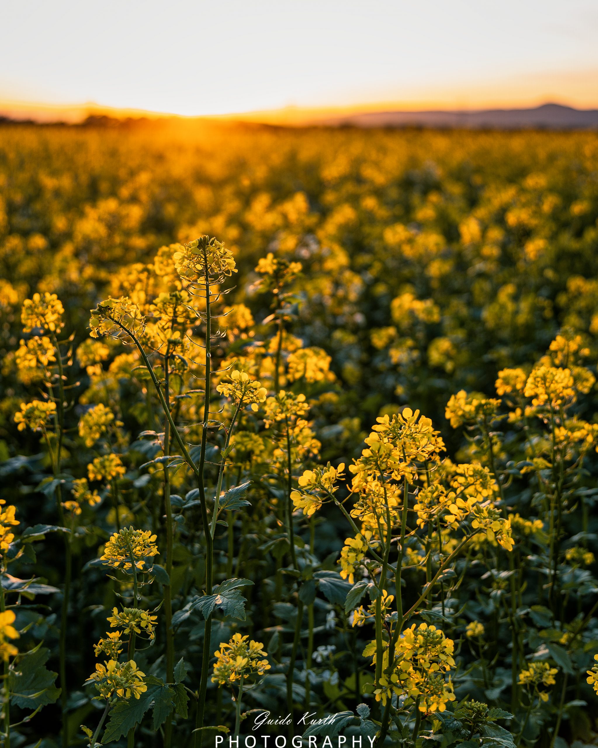 Du betrachtest gerade Rapsody…