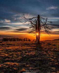 Mehr über den Artikel erfahren Sonnenstern…