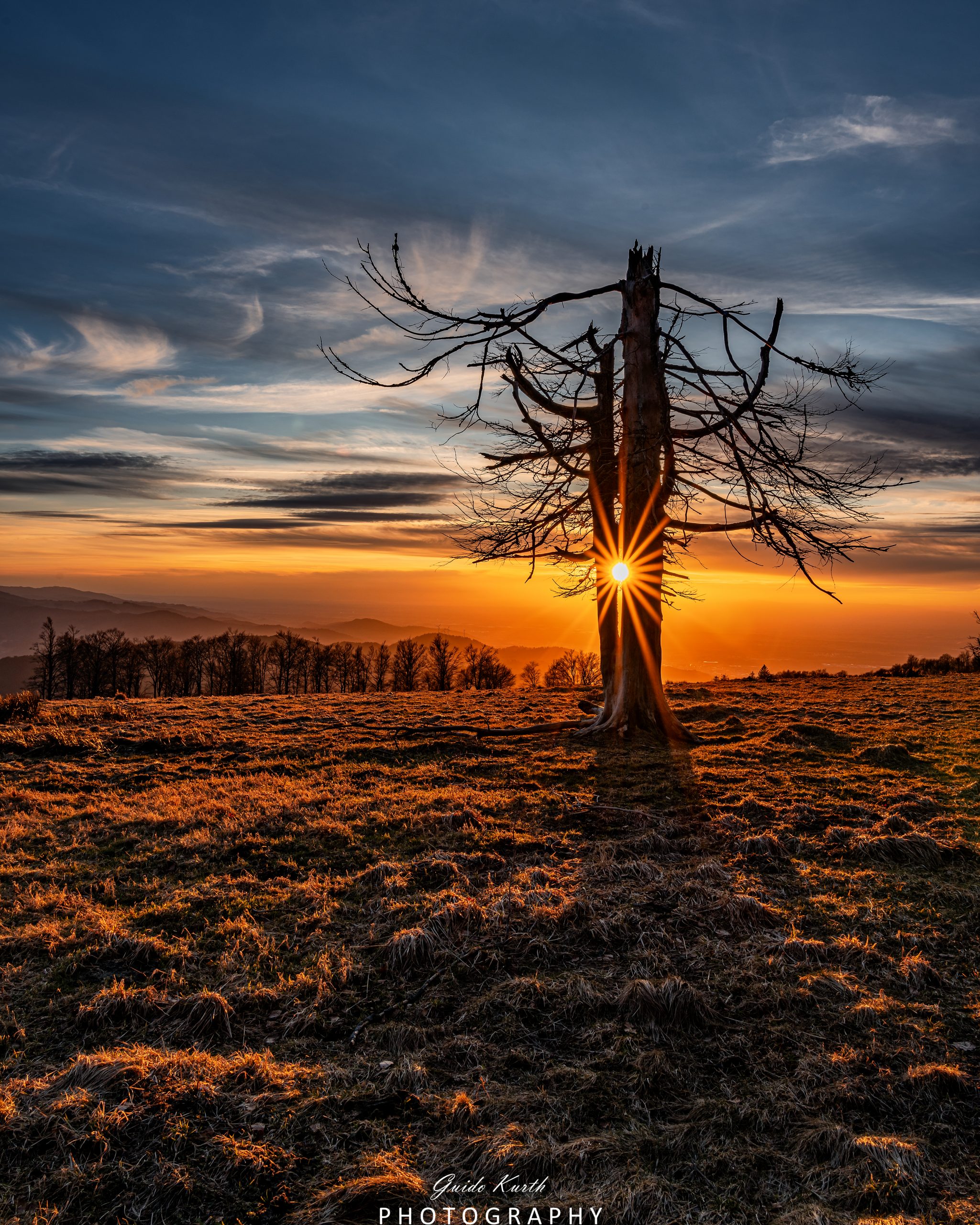 Mehr über den Artikel erfahren Sonnenstern…