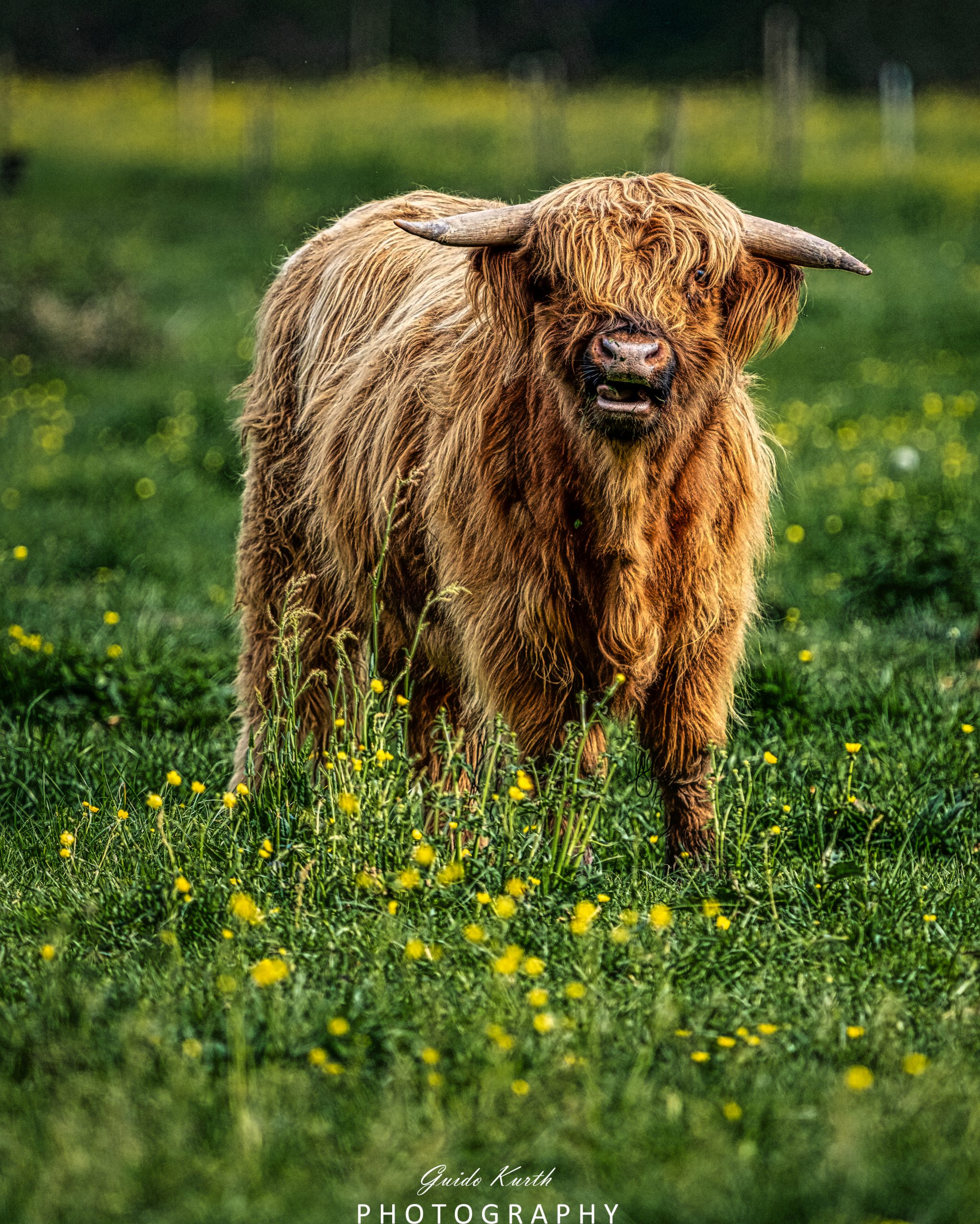 Mehr über den Artikel erfahren It´s kuhl…