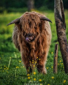 Mehr über den Artikel erfahren It´s kuhl…