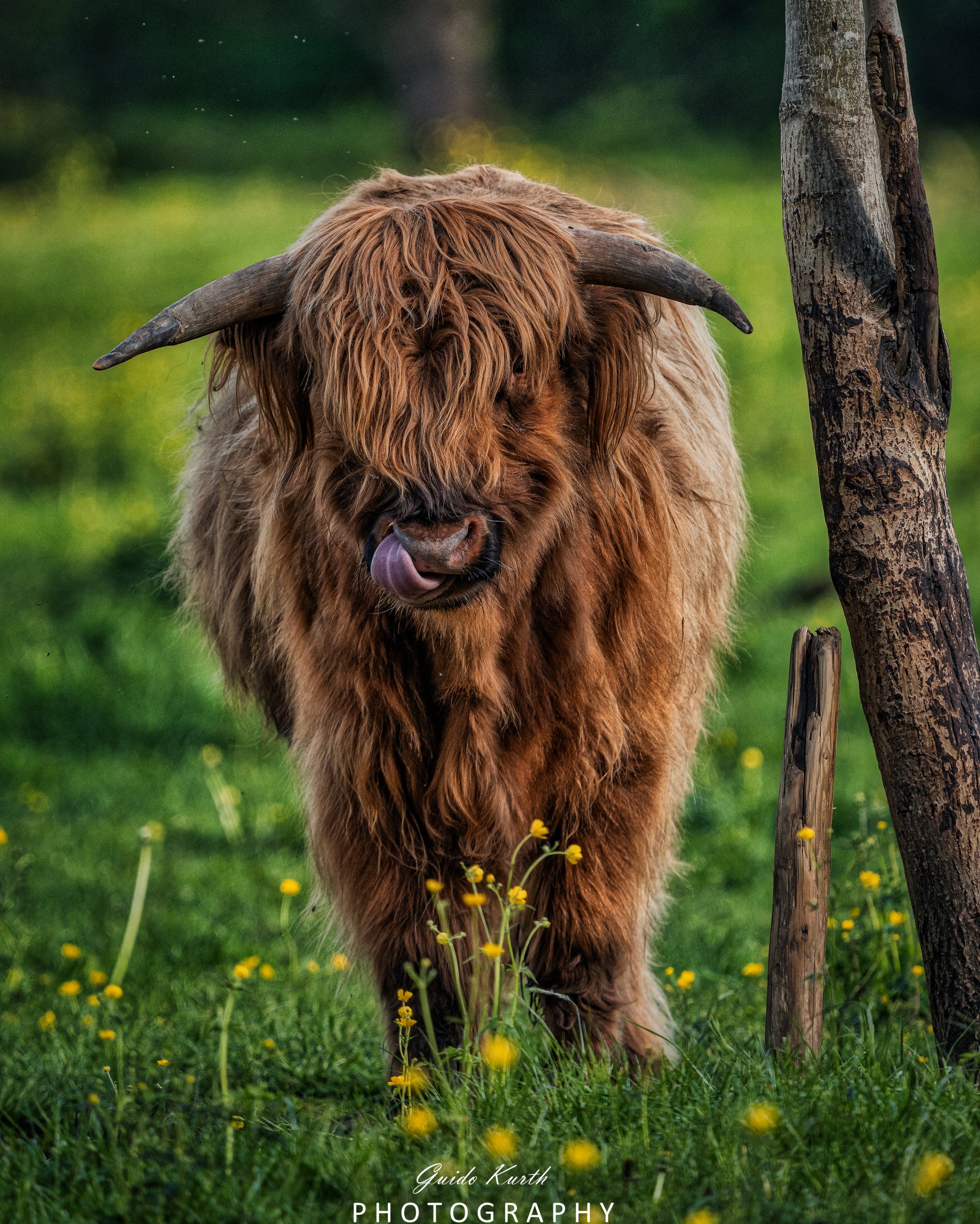 Du betrachtest gerade It´s kuhl…