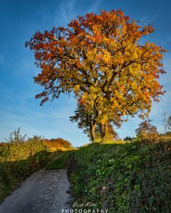 Mehr über den Artikel erfahren Goldener Herbst…