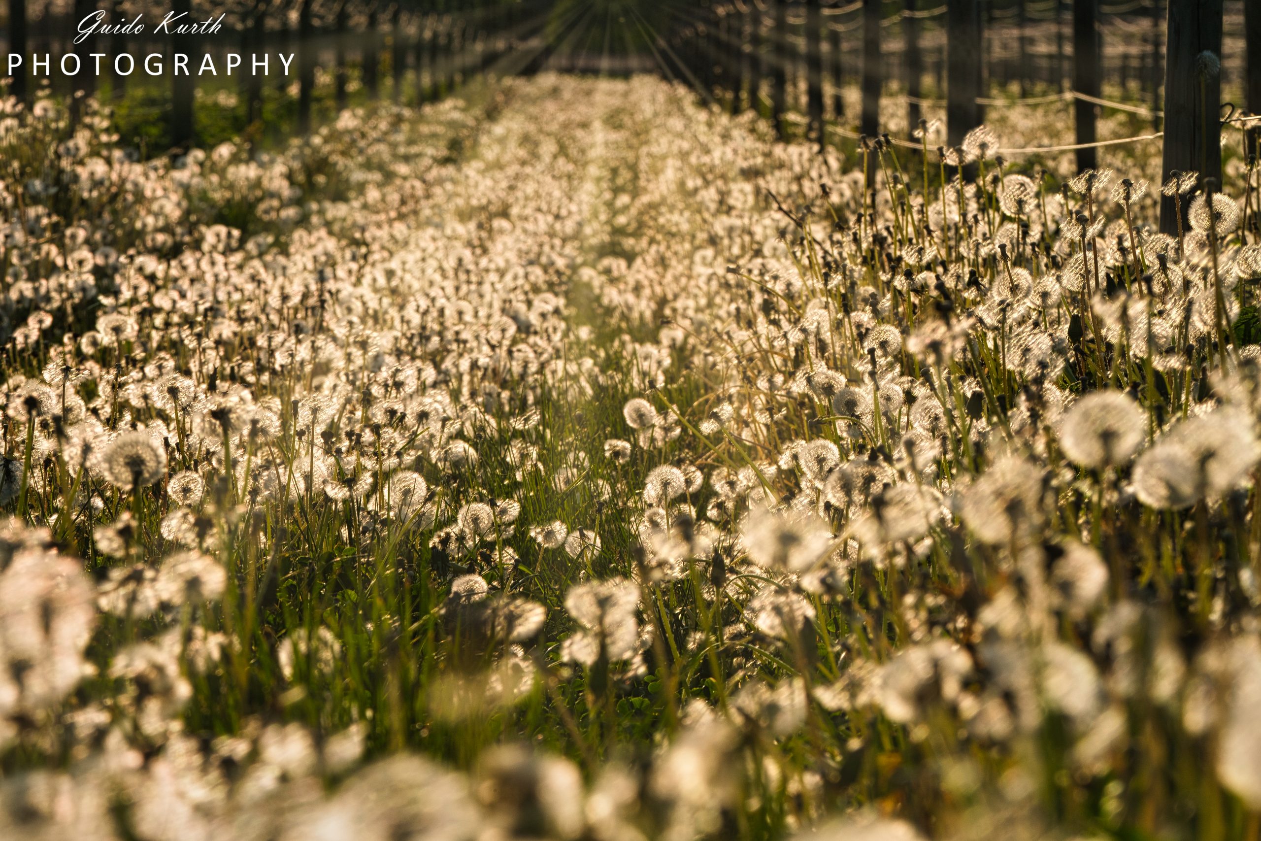 Du betrachtest gerade Alles Pusteblume…