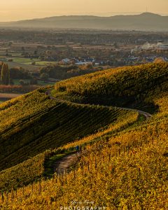 Mehr über den Artikel erfahren Goldener Herbst…
