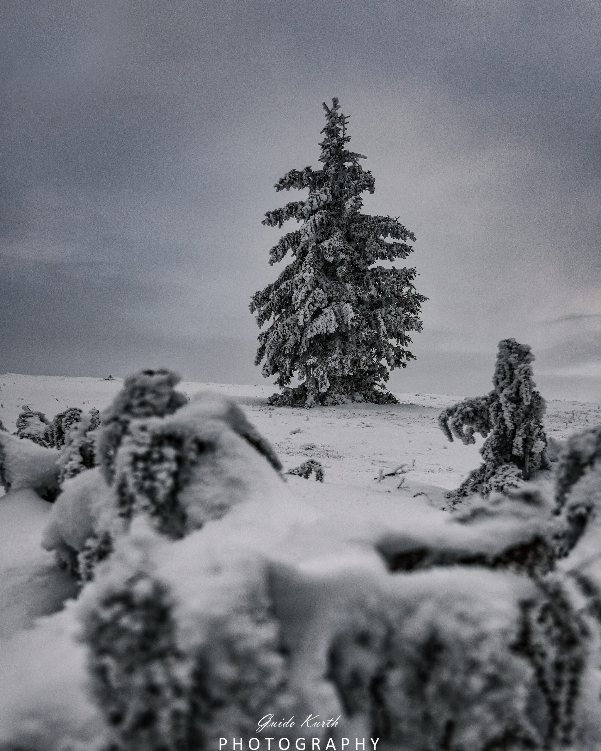 Du betrachtest gerade Winterbäume…