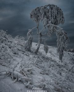 Mehr über den Artikel erfahren Winterbäume…