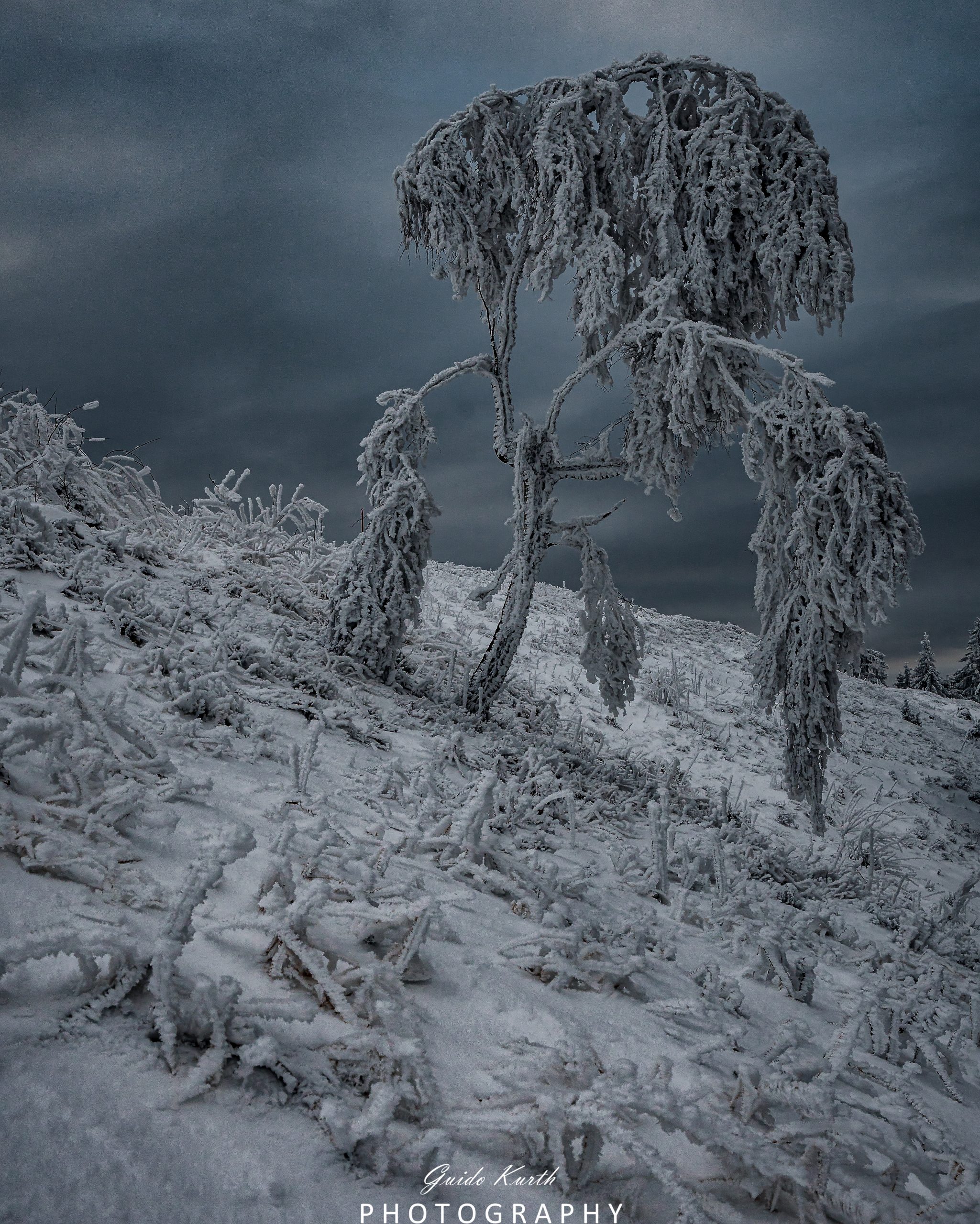 Du betrachtest gerade Winterbäume…