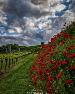 Mehr über den Artikel erfahren Bickensohl