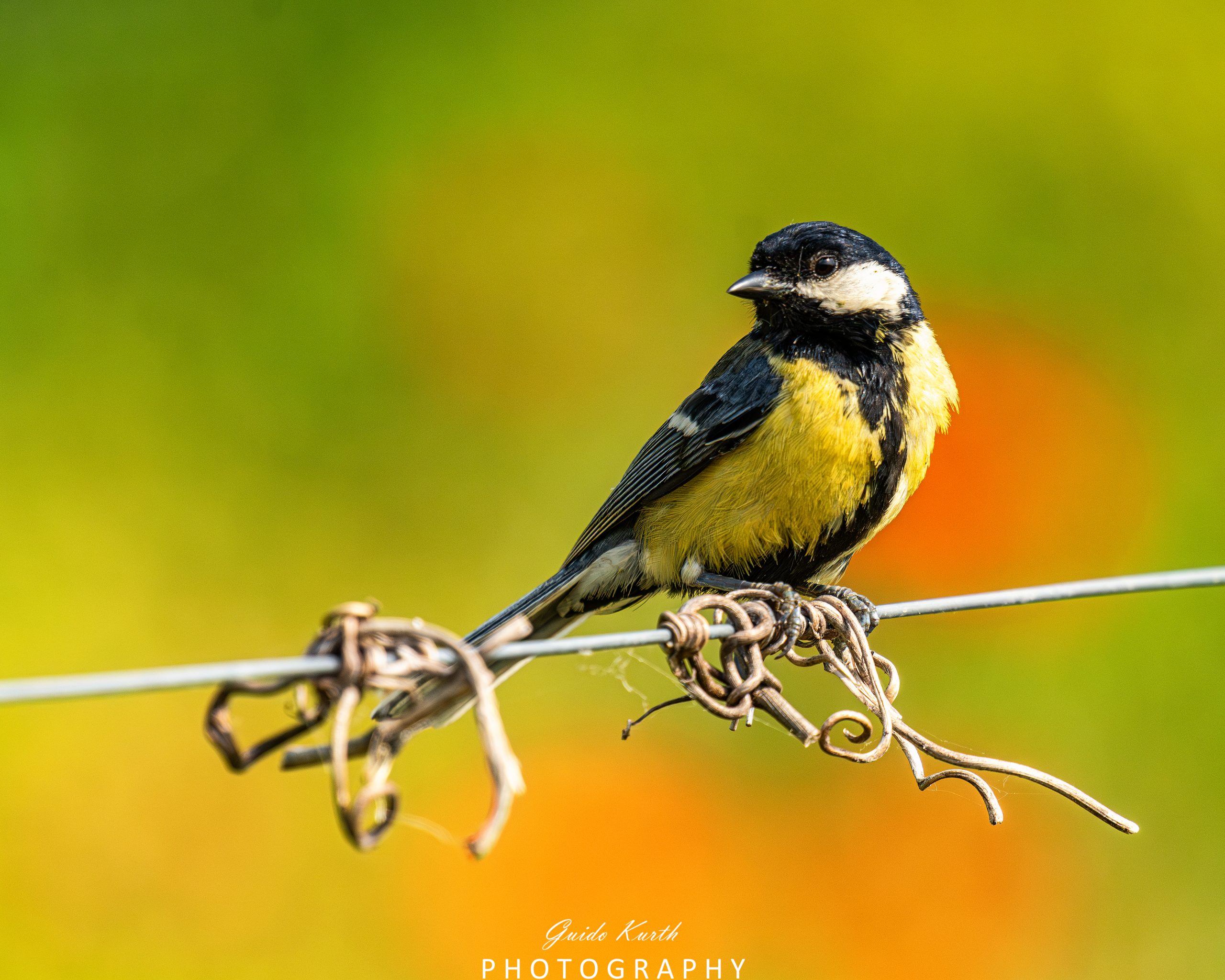 Du betrachtest gerade Bunt…