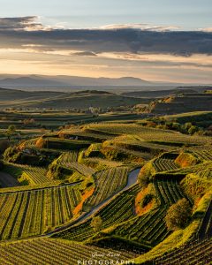 Mehr über den Artikel erfahren Bickensohl