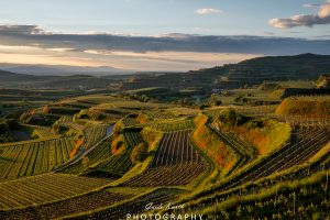 Mehr über den Artikel erfahren Bickensohl