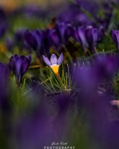 Mehr über den Artikel erfahren Erwachen des Frühlings…