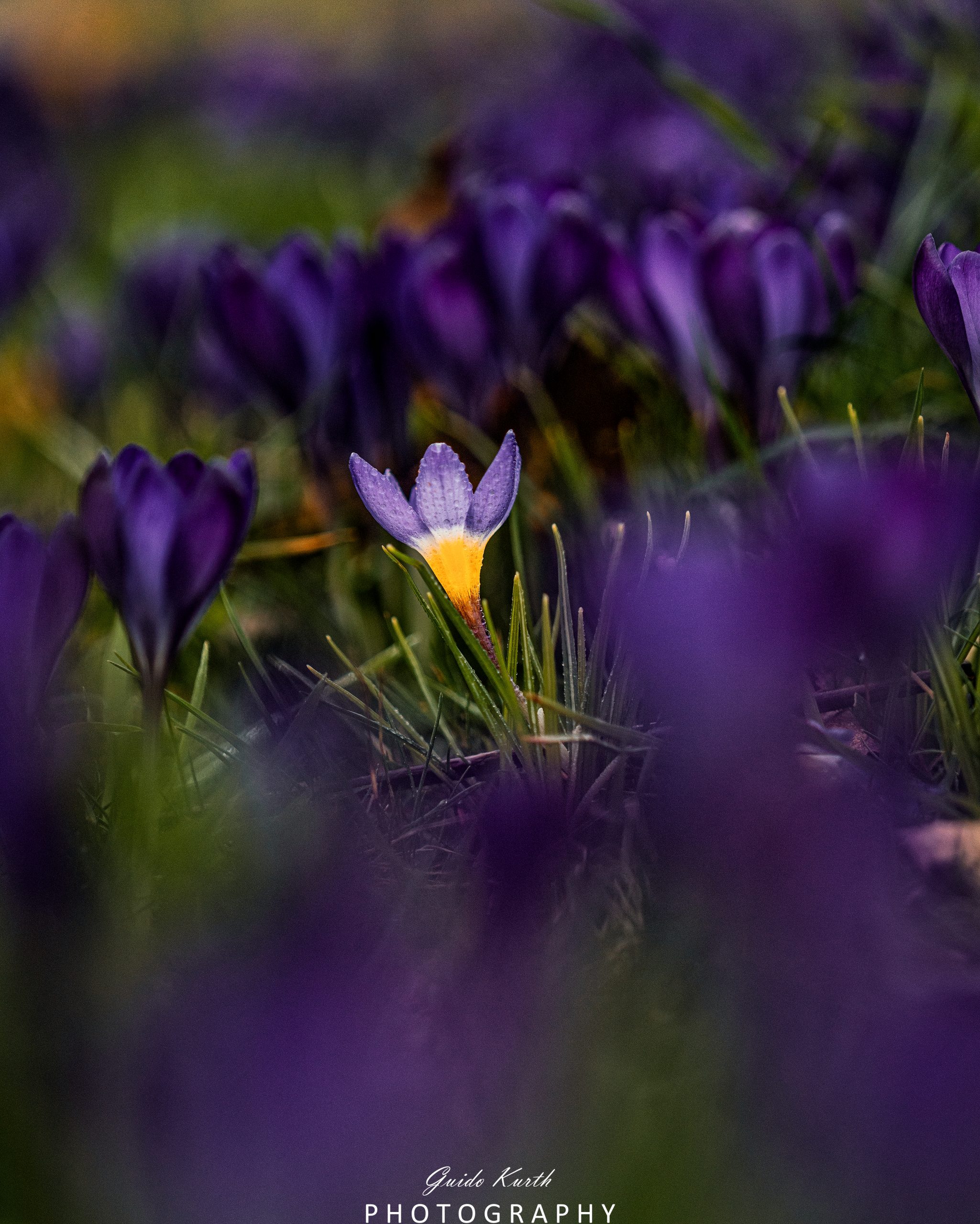 Mehr über den Artikel erfahren Erwachen des Frühlings…