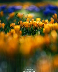 Mehr über den Artikel erfahren Frühlings Erwachen…