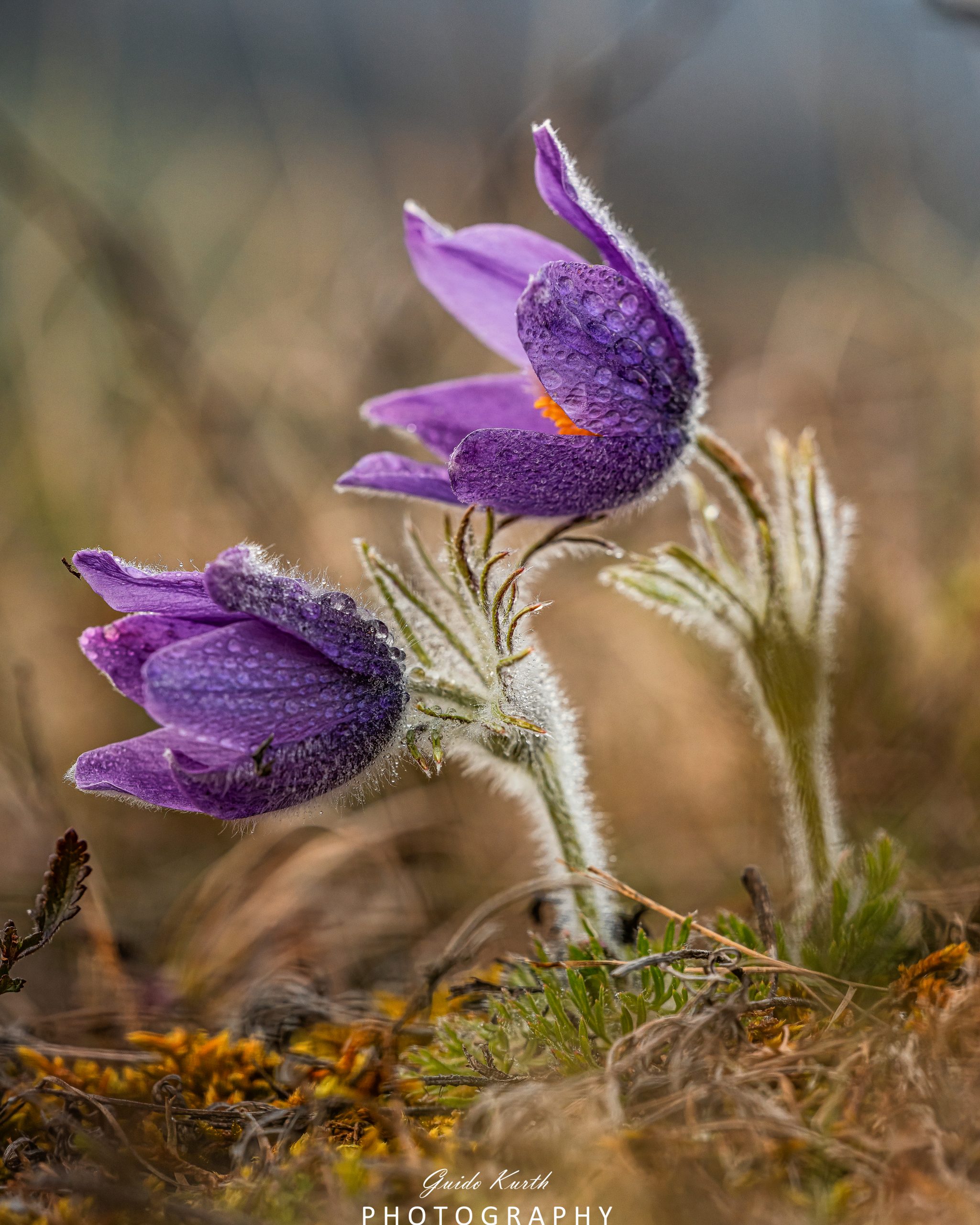 Du betrachtest gerade Küchenschellenzeit…