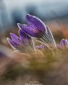 Mehr über den Artikel erfahren Küchenschellenzeit….