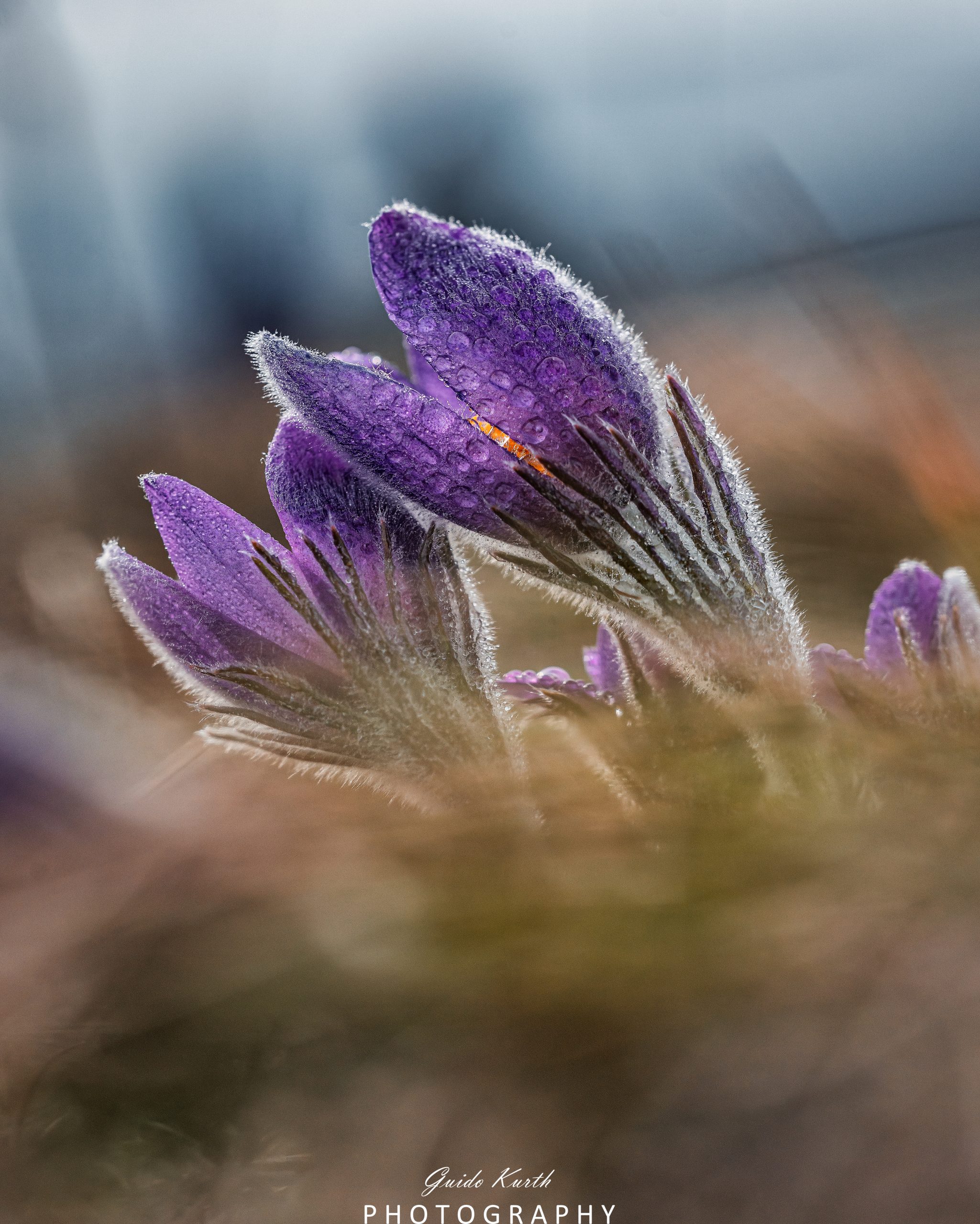 Du betrachtest gerade Küchenschellenzeit….