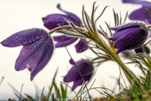 Mehr über den Artikel erfahren Küchenschellenzeit…