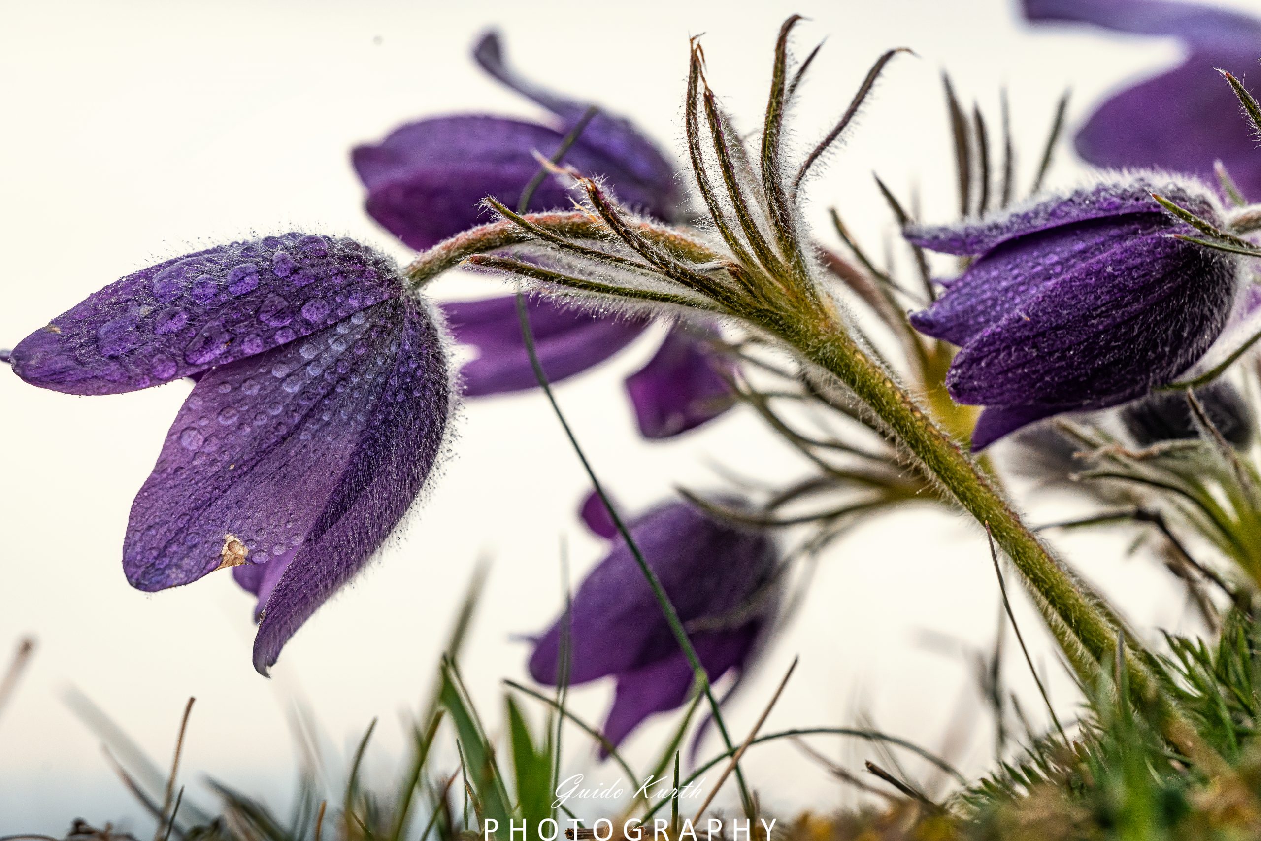 Mehr über den Artikel erfahren Küchenschellenzeit…