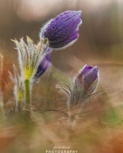 Mehr über den Artikel erfahren Küchenschellenzeit…