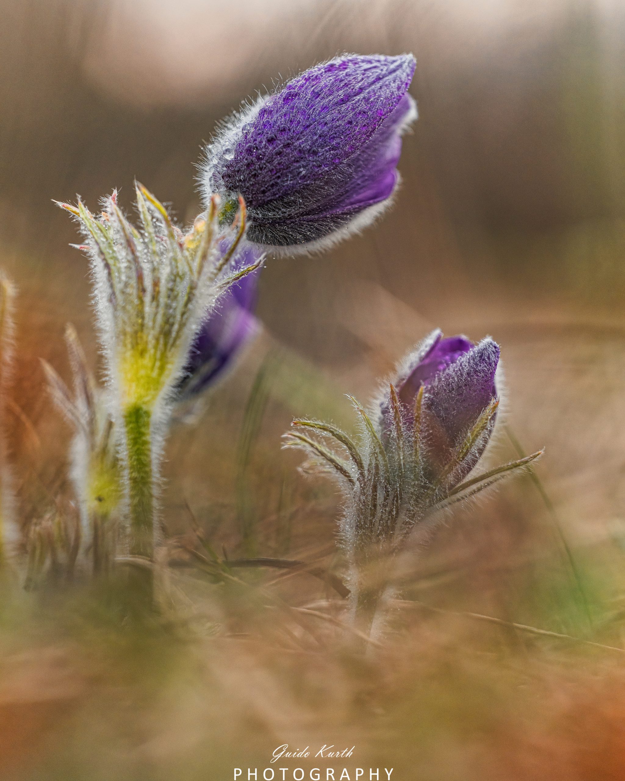 Mehr über den Artikel erfahren Küchenschellenzeit…