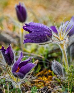 Mehr über den Artikel erfahren Küchenschellenzeit…