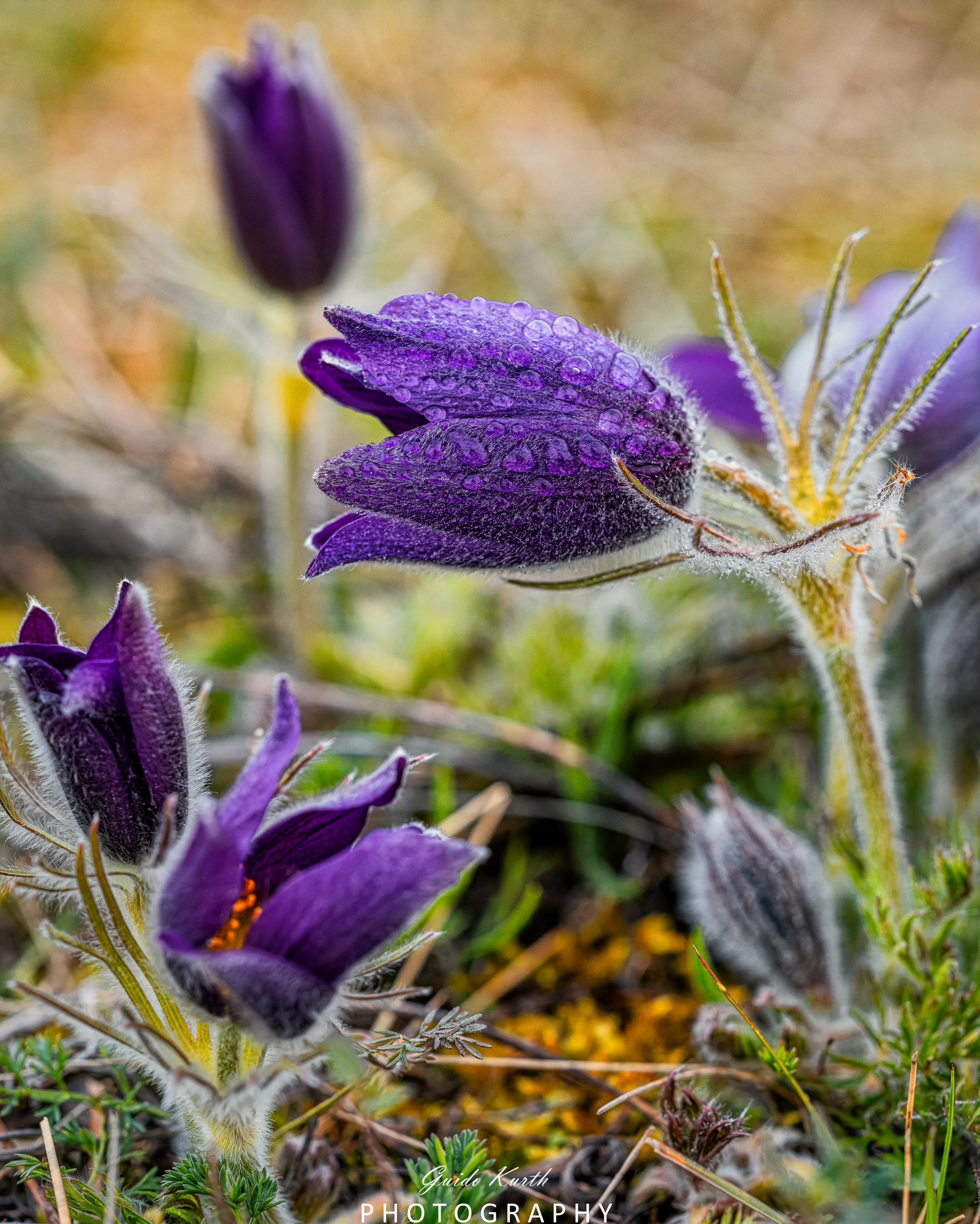 Mehr über den Artikel erfahren Küchenschellenzeit…