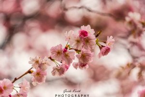 Mehr über den Artikel erfahren Pink…