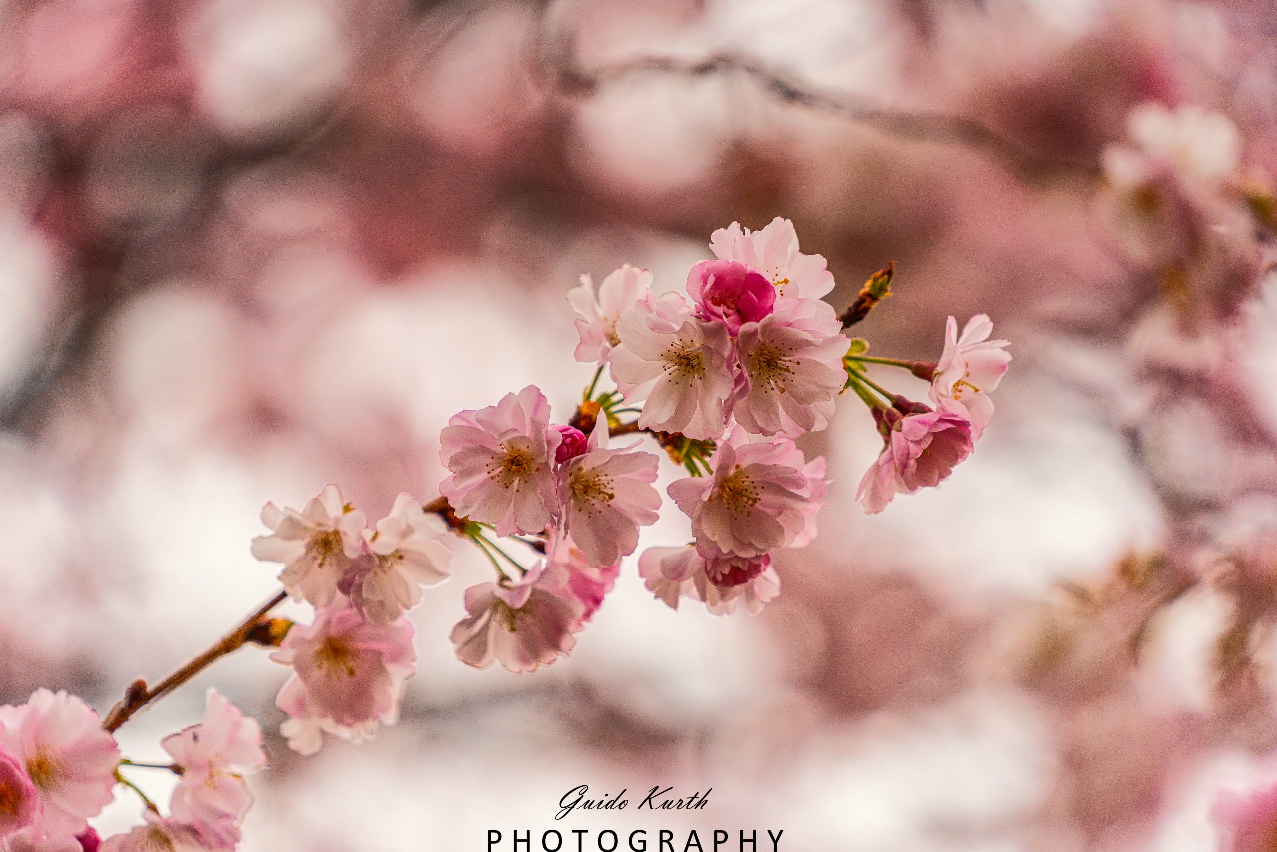 Du betrachtest gerade Pink…