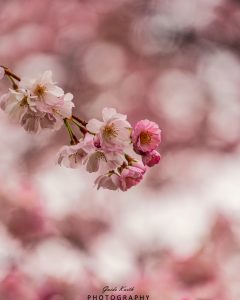 Mehr über den Artikel erfahren Pink…