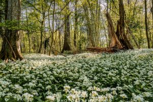 Mehr über den Artikel erfahren Bärlauchduft im Wald…