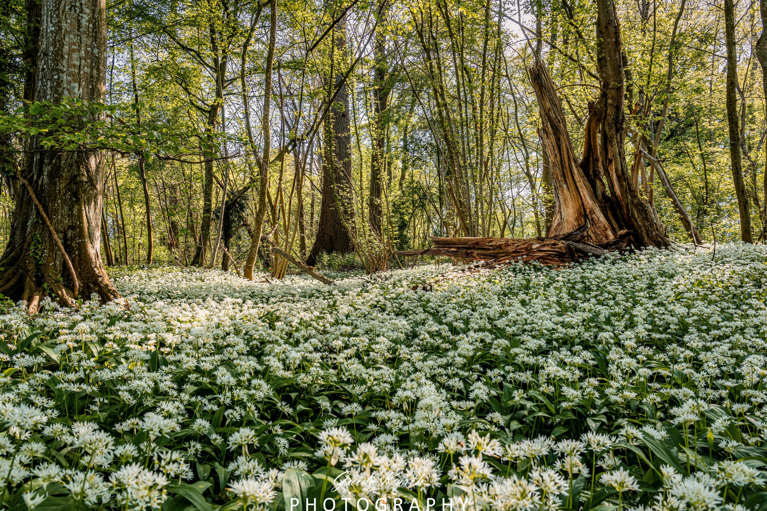 Mehr über den Artikel erfahren Bärlauchduft im Wald…