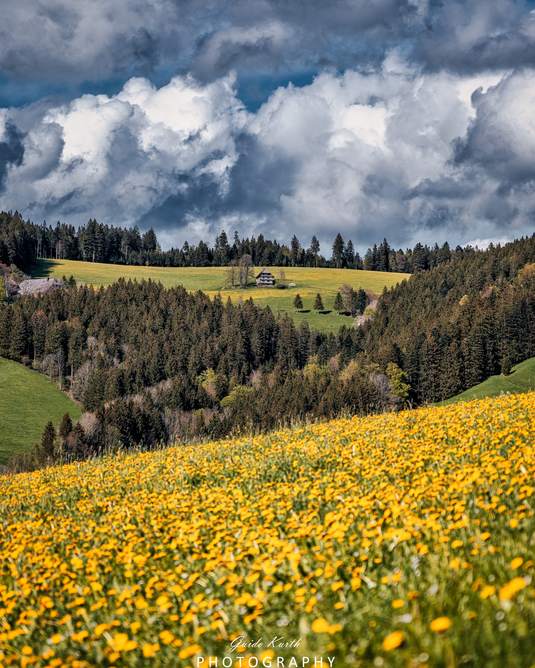 Mehr über den Artikel erfahren Wenn der Löwenzahn blüht…