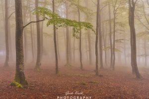 Mehr über den Artikel erfahren Regenwald im Schwarzwald…